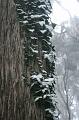 Snow, Sassafras IMG_7631